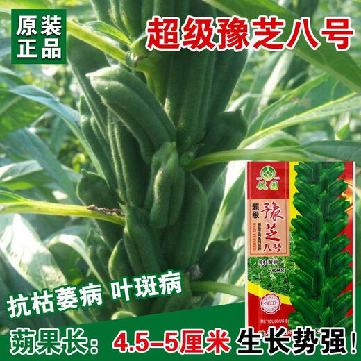 New Aerospace Overlord Whip Sesame Seeds High Oil High Yield White Sesame Seeds Hybrid Field Short Stem High Oil Containing Seeds Dwarf Small Seed White 150g/High Yield White Sesame Seeds