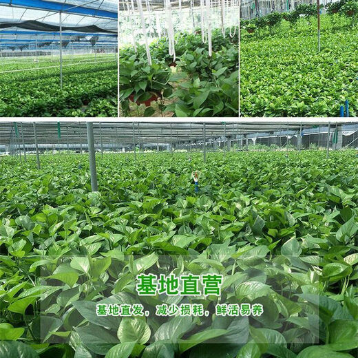 Maisangghe verde idiolus en maceta flores al por mayor y plantas eliminación de la sala de estar formaldehído