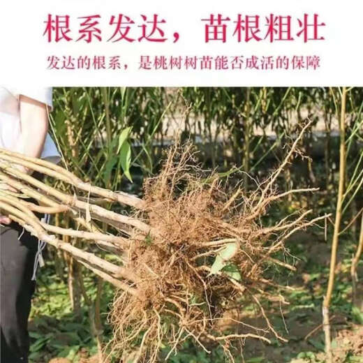 Junhao NUEVA VARIEDAD DEL PEQUETO INGRETADO PIENTURAS DE MONTRA TARDETAS MATRADAS MATRADAS TARDE CON RESISTENCIA RESISTENCIA RESISTANTE RED HEACH RETLINGS de durazno dando frutos en el norte y sur ese año [recomendado 679 plántulas] Dos en 4 años de Invierno Peach No. 3 Sweet Peach King