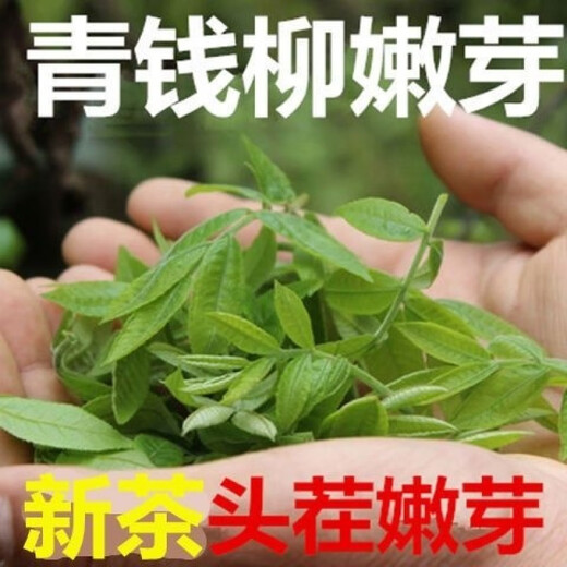 恩施青钱柳茶特级嫩叶养生调养茶茶湖北恩施青钱柳正宗 精选特级100g罐装