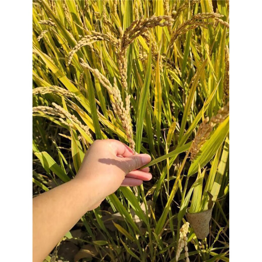 Authentic and delicious rice seeds, upland rice seeds, upland rice seeds, fragrant rice, upland rice seeds, glutinous rice seeds, national approved direct-seeded upland rice seeds, dry land large fields, bulk name, simple packaging, 1 Jin Jin equals 0.5 kilograms, 500 grams