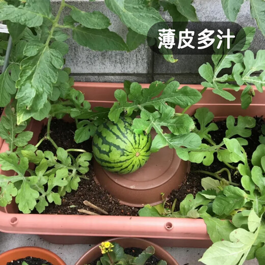 Fengming Yashi potted small watermelon seeds, early-maturing watermelon seeds, thin skin, few seeds, red flesh watermelon, small sugar pills, 10 seeds