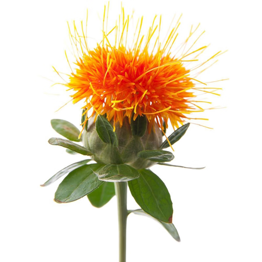 Meat manager Chinese herbal medicine safflower seeds saffron seeds Xinjiang grass safflower seeds pure new field planting seeds safflower seeds half Jin Jin is equal to 0.5 kg