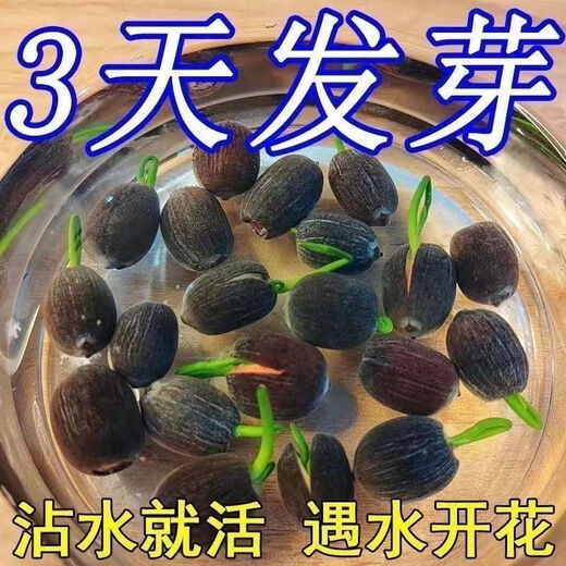 Bowl of lotus seeds, colorful hydroponic flowers, water-grown four-season lotus, lotus seeds, lotus root green water plants, mixed-color bowl of lotus seeds, budding when exposed to water, blooming in all seasons, 100% budding, 45 capsules, multi-color mixed, already opened