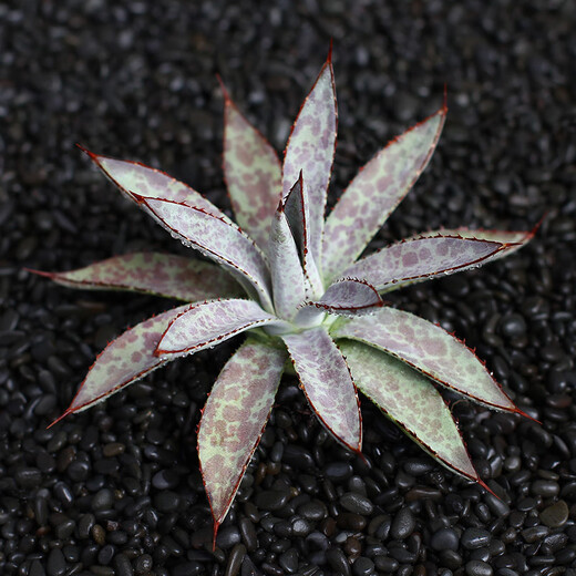 ZKHE龙舌兰盆栽蓝鲸仁王冠吉祥冠泷雷王妃雷神多肉植物组合盆栽 乱雪 单头7-9cm 裸根不带土