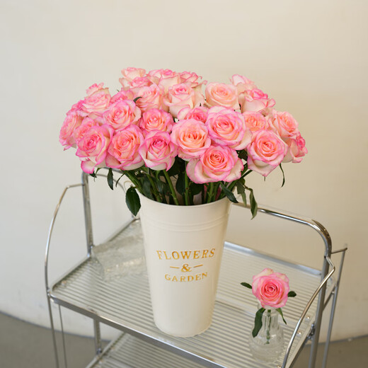 Jingdong flowers rose Aisha 10 stems soilless cultivation branch length 50-55cm gift flower Shandong base source straight