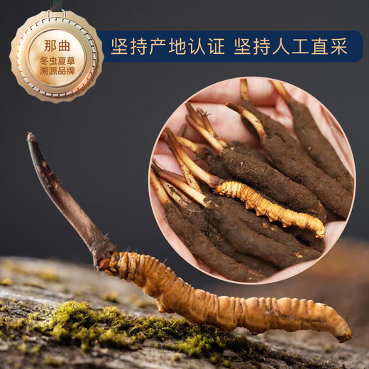 [2024 Naqu End of Wild Cordyceps] QOMO Naqu Origin Seasonal Fresh Cordyceps in Naqu, Tibet Wild Cordyceps Cold Chain Gift Box Dragon Boat Festival Gift Box Naqu Wild Cordyceps 0.8g/root 100 Roots Pack