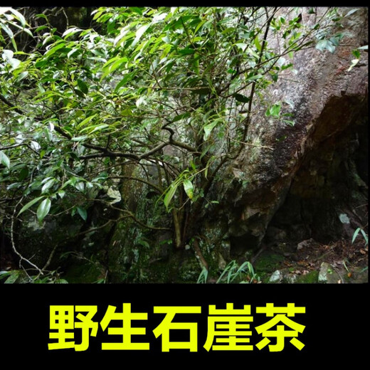 Specialty Youlian Guangxi Zhaoping Jinxiu Dayao Mountain Wild Shiya Tea Authentic Shiyan Tea Huigan Tea Green Tea Office Special 100g