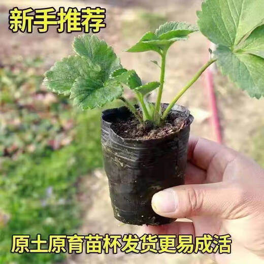 Strawberry seedlings shipped from original soil, blooming and big fruit, cream strawberry seedlings for four seasons, wholesale of current year fruit plug seedlings, 12 cream strawberries, shipped from original soil + fertilizer