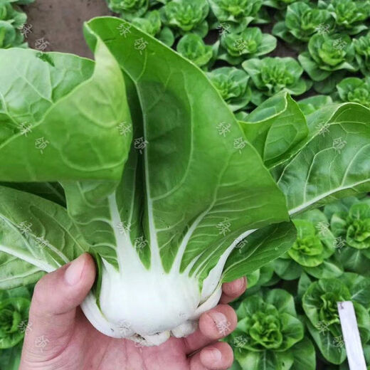 New Snow White Milk Fragrant Cabbage Seeds Baiyu No. 2 Xiangtan Dwarf Cabbage Seeds Potted Field Vegetables Original Factory Packaging Approximately 1532 capsules 1 bag