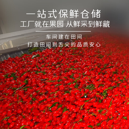 宁夏枸杞  中宁枸杞子特优级大果枸杞500g无硫磺熏头茬新货免洗端午节礼物