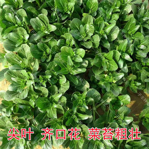 Guangzhou Qiannong Academy of Agricultural Sciences Youlu 702 cabbage heart vegetable seeds autumn winter spring high yield beet core seeds Youlu 70 days cabbage heart 200g medium mature pointed leaves 1 bag