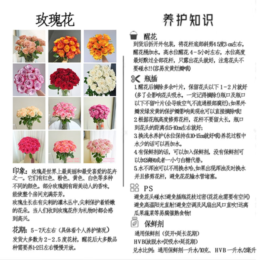 Jingdong flowers rose Aisha 10 stems soilless cultivation branch length 50-55cm gift flower Shandong base source straight