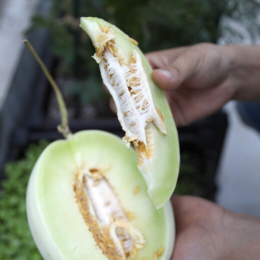 Shouhe melon seeds, Shandong crispy Shouguang Boyang Dabaisha honey, a complete collection of fruits sown in winter and spring, early maturing, Shouhe jade mushroom melon seeds, 30 original pieces