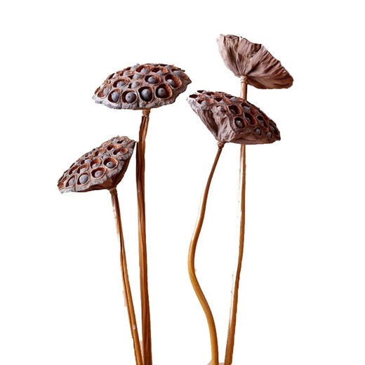 Youyi Dried Flower Extra Large Full Metal Flower Pole with Seeds Dried Lotus Lotus Dried Flowers Decorate Living Room Floor 75cm Real Pole with Seeds Lotus Pole 5 Price