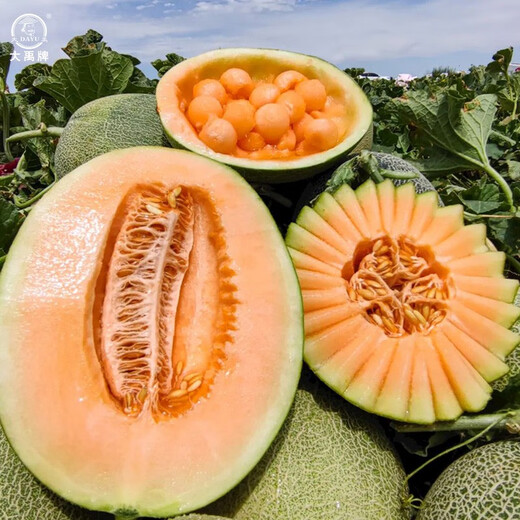 Dayu Xinjiang Hami melon seed seedlings mesh melon early maturing jade mushroom ice cream melon seeds southern Melon Prince No. 3 Hami melon seeds 30 capsules