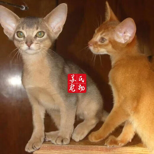 The Abyssinian cat kitten purebred pet cat Ancient Egyptian imperial cat home with ideal pet competition grade [Boutique Abyssinian cat]