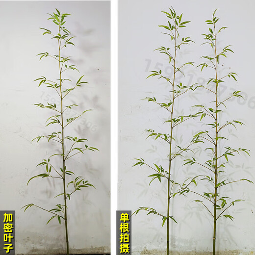 Hua e flow simulated bamboo outdoor decoration fake bamboo simulated plant landscaping bionic bamboo outdoor green plants 2.5 meters high 100 roots