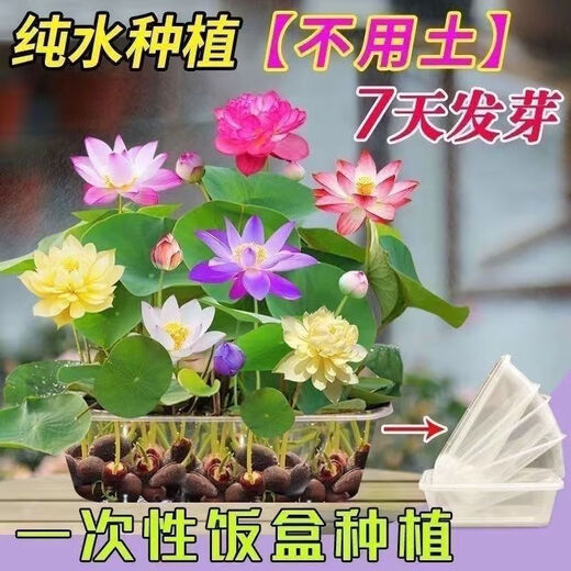 Bowl of lotus seeds, colorful hydroponic flowers, water-grown four-season lotus, lotus seeds, lotus root green water plants, mixed-color bowl of lotus seeds, budding when exposed to water, blooming in all seasons, 100% budding, 45 capsules, multi-color mixed, already opened
