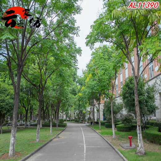 直播背景墙感主播间背景布公园树木林荫道路 荧光黄 11149下拉选尺寸 1.8x2m
