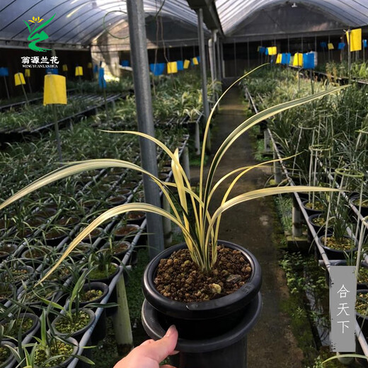 Wengyuan Orchid Jianlan Hetianxia Yehua Double Art Lotus-shaped Plain Heart Ceiling High-grade Xiangyi Precious Resource Grass Hetianxia 2 Seedlings Large and Strong Seedlings Bloom in the Year