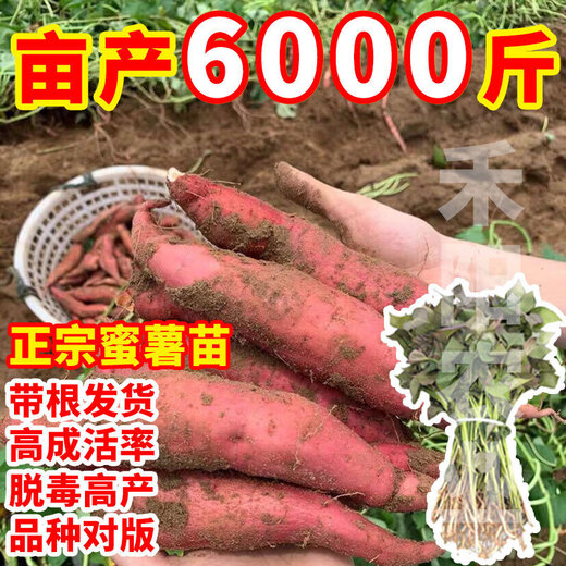High-yielding sweet potato seedlings, sweet potato seedlings, watermelon red seedlings, honey sweet potato bud seedlings, roasted sweet potato seedlings, ground planting S3.