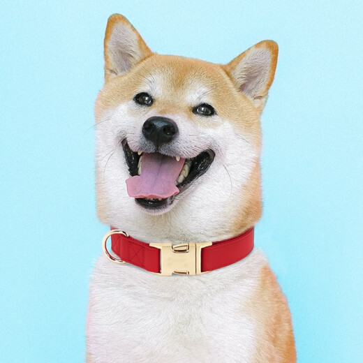 DidogPet dog collar walking dog collar walking dog collar pet collar pet supplies national red M code recommended 13-60Jin [Jin equals 0.5 kg]