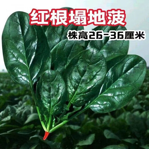 【可越冬】大叶菠菜种子散装菠菜籽四季播耐寒秋冬季蔬菜种子 【抗热+】大叶菠菜种子(高發芽率 原厂精装种子2袋2694粒