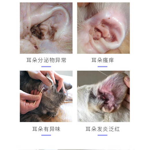 Ferret Fragrance Ferret Pet Ear Drops Ear Bleaching Ear Kang Removes Ear Mites and Ear Oil Cats and Dogs Ear Cleansing Liquid Pet Daily Supplies Ear Cleansing Liquid *1