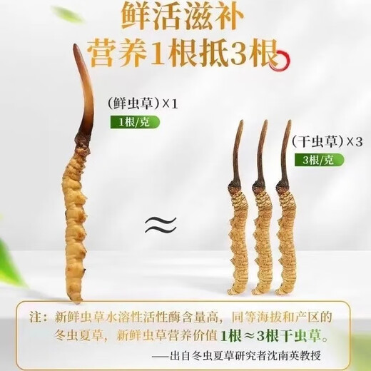 新鲜冬虫夏草2025年头期虫草正品领导高海拔送礼正宗鲜虫草过节 0.8-0.9克/根  10根鲜虫草 冬虫夏草  顺丰发货