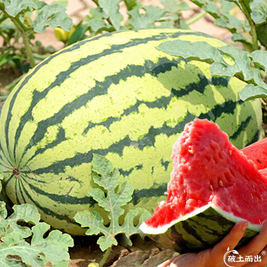 Dayu Lazy Man Watermelon Seed Seedlings Extra Large Suitable for Early Maturing Lazy People in the South 8424 Kirin Melon Meidu Seedless Fruits and Vegetables Lazy Man King Watermelon Seeds 50 capsules + 1 pack of fertilizer