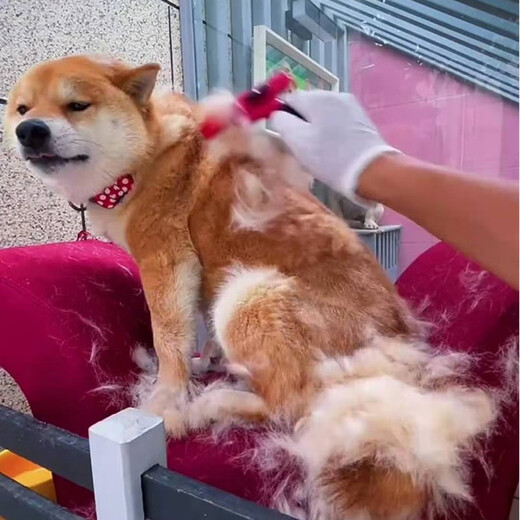 Aipu Dog Comb, Dog Hair Cleaning Artifact, Cat Comb to Remove Cat Hair, Brush Artifact, Remove Floating Hair Comb, XL Size - Special for Short and Medium-haired Dogs