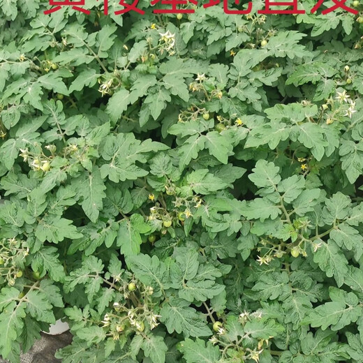 Tomato potted imported tomato seedlings with flowers and fruits four seasons tomato fruit flower seedlings edible outdoor cherry tomatoes small tomato potted with fruit shipped four pots
