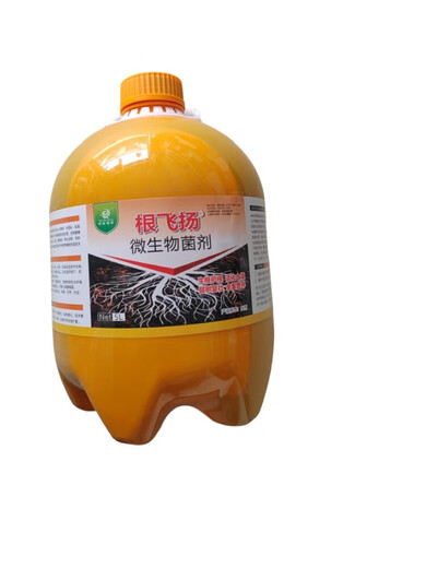 Linhai's flying roots, strong old trees, weak trees, rejuvenation, treatment of dead trees, germination, root packaging, diseased tree resurrection liquid, wine red
