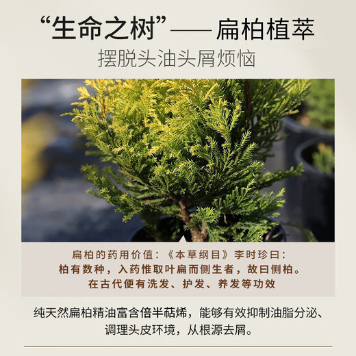 浅香洗发水沐浴露护发素套装大瓶家庭装蓬松控油去屑留香洗头膏男女士 扁柏 750g*1瓶 【赠62g旅行装】