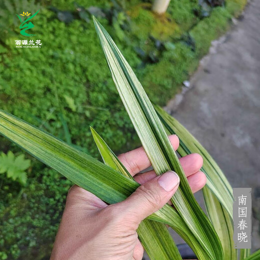 Wengyuan orchid ink orchid old species Nanguo Chunxiao flowers and leaves double art strong fragrance type diligent flower buds red flowers and green round potted plant Nanguo Chunxiao 1 seedling random high-end purple clay potted plant