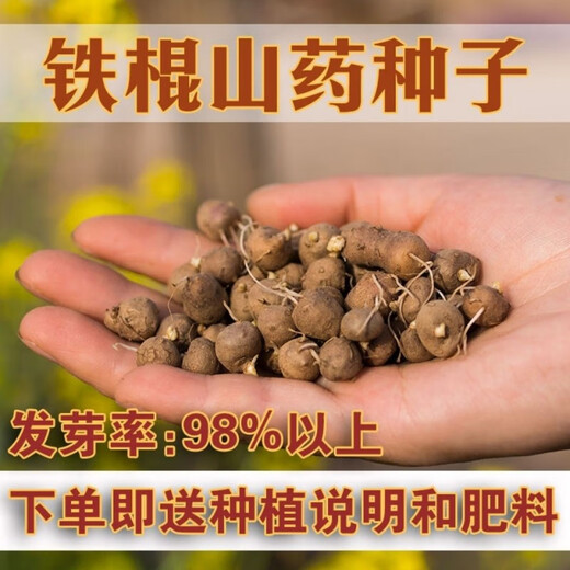 Authentic Iron Bar Yam Bean Seed Farmer Huaiyam Seedlings Yam Mouth Germinated Yam Bean Nursery Potted Plant Germination Grain (10) Authentic Iron Bar Yam Bean Seed
