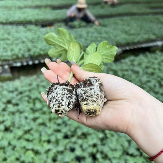 High-yielding watermelon seedlings 8424 Rock Sugar Kirin Melon Sweet King Large Watermelon Seedlings Southern Balcony Potted Small Watermelon Seedlings High Quality 8424 Watermelon Seedlings Carefully Selected 10 Plants, Lots of Fruit + Fertilizer