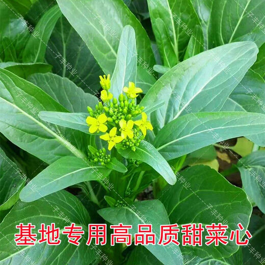 Guangzhou Qiannong Academy of Agricultural Sciences Youlu 702 cabbage heart vegetable seeds autumn winter spring high yield beet core seeds Youlu 70 days cabbage heart 200g medium mature pointed leaves 1 bag