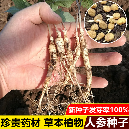Changbai Mountain ginseng seeds, wild ginseng seeds, easy to grow Chinese medicinal materials in all seasons, easy to live indoor flower pots, ginseng seeds, shipped without buds, 1 bag of selection, about 52 capsules