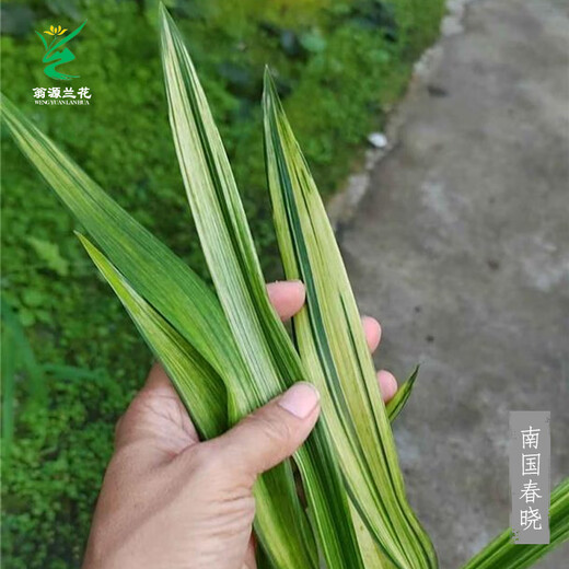 Wengyuan orchid ink orchid old species Nanguo Chunxiao flowers and leaves double art strong fragrance type diligent flower buds red flowers and green round potted plant Nanguo Chunxiao 1 seedling random high-end purple clay potted plant