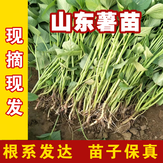 High-yielding sweet potato seedlings, sweet potato seedlings, watermelon red seedlings, honey sweet potato bud seedlings, roasted sweet potato seedlings, ground planting S3.