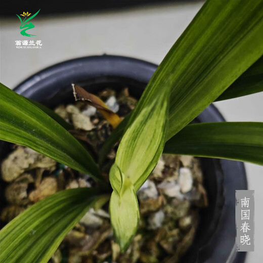 Wengyuan orchid ink orchid old species Nanguo Chunxiao flowers and leaves double art strong fragrance type diligent flower buds red flowers and green round potted plant Nanguo Chunxiao 1 seedling random high-end purple clay potted plant