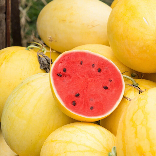 Dayu yellow skin and red flesh watermelon seeds seedlings extra large watermelon with yellow heart and yellow flesh, extra sweet and early maturing fruit seeds suitable for the south Jinlinglong watermelon seeds 20 pieces yellow skin and red flesh