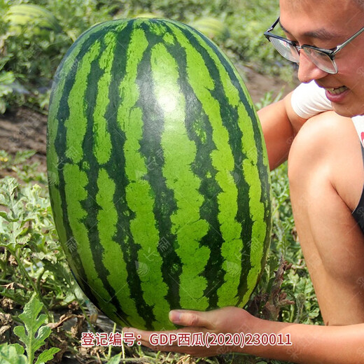 Long-cultivation lazy man watermelon seeds extra large seedless 8424 watermelon seedlings super sweet southern unicorn watermelon fruit and vegetable seeds lazy man watermelon seeds 200 hybrids