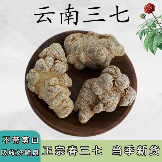 Leixiangzhuang Sanqi, Yunnan Wenshan, 37, keine Schnitte am 37. Kopf ohne Schnitte [60 Köpfe 500 Gramm - keine Schnitte]