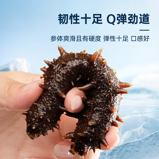 Fresh Dalian ready-to-eat sea cucumbers 1 Jin Jin equals 0.5 kg 10-16 pieces Solids 75% OCC Seafood
