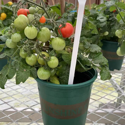 Tomato potted imported tomato seedlings with flowers and fruits four seasons tomato fruit flower seedlings edible outdoor cherry tomatoes small tomato potted with fruit shipped four pots
