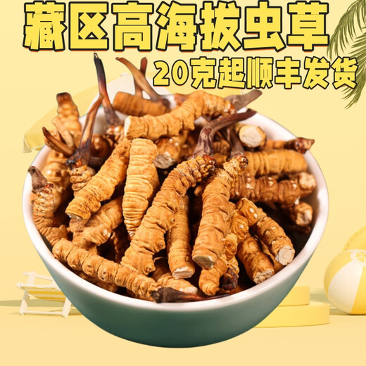 Authentique Tibétain à haute altitude Cordyceps Sinensis Broken Grass Whole Meat Festival 10g Grandes bouteilles pour les produits secs à la maison Nagqu, Tibet 10G [1g libre]