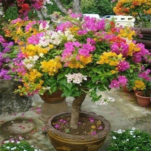 Bougainvillea seeds Bougainvillea seeds Bougainvillea flower seeds Bougainvillea flower seeds Potted Four Seasons Kunlun 100 capsules